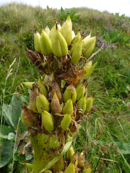 Fruits en forme de capsules dressées et regroupées en verticilles. Agrandir dans une nouvelle fenêtre ou onglet)